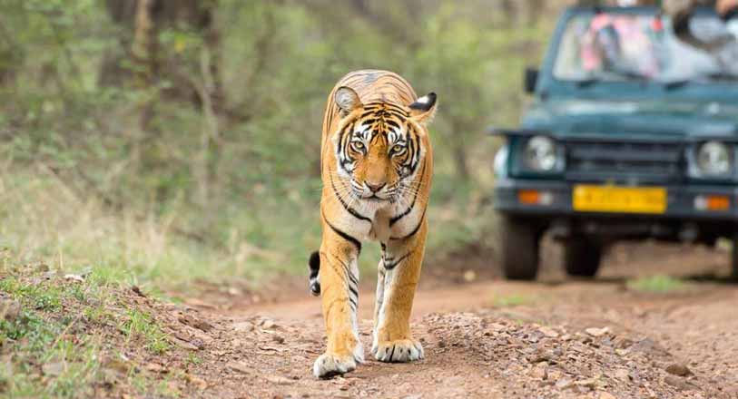 Ranthambore Tour